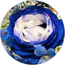 kikyo profile picture